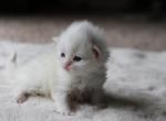 Oliver - Persian Cat For Sale - 