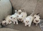 Ivy Jack - Ragdoll Kitten For Sale - 