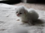 Willow - Persian Kitten For Sale - 