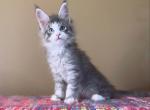 Princess blue mackerel w white - Maine Coon Kitten For Sale - CA, US