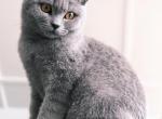 Ashton - British Shorthair Kitten For Sale - Vancouver, WA, US