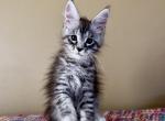 Melody black mackerel maine coon - Maine Coon Kitten For Sale - CA, US