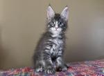 Prestige mainecoon kitten - Maine Coon Kitten For Sale - CA, US