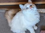 Lynx Bicolor Ragdoll Kitten Male TICA - Ragdoll Kitten For Sale - Saint Joseph, MO, US