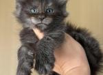 Paradise Black smoke maine coon kitten - Maine Coon Kitten For Sale - CA, US