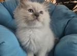 Litter I - Ragdoll Kitten For Sale - Brighton, CO, US