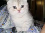 Summer - Scottish Fold Kitten For Sale - 