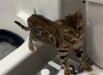 Naala - Bengal Cat For Sale - Santa Ana, CA, US