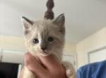 Miss kittys babies - Ragdoll Kitten For Sale - Clarksville, TN, US