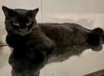 British Shorthair kittens - British Shorthair Kitten For Sale - 