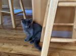 TULICA - British Shorthair Kitten For Sale - Harwood Heights, IL, US