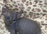 Sphynx Kittens - Sphynx Kitten For Sale - Ala Coushatta Ind Res, TX, US