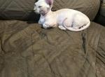 Lacy Bambino - Sphynx Kitten For Sale - 