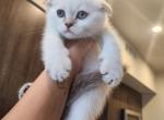 L - Scottish Fold Kitten For Sale - 