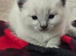 Rose - Siamese Kitten For Adoption - Chicopee, MA, US