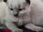 Leo - Siamese Kitten For Adoption - Chicopee, MA, US