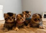 British shorthair Scottish fold - Brazilian Shorthair Kitten For Sale - Houston, TX, US