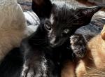 EBONY BLACK MALE KITTEN OSH ORIENTAL SHORTHAIR - Oriental Kitten For Sale - 