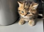 Male Straight - Scottish Straight Kitten For Sale - 