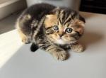 Male Fold - Scottish Fold Kitten For Sale - Fort Worth, TX, US