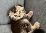 Jammy - Scottish Fold Kitten For Sale - Woodland Park, CO, US