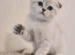 Roxy Blue eyes fold - Scottish Fold Kitten For Sale - Hollywood, FL, US