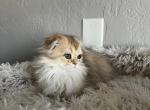 Maple A - Scottish Fold Kitten For Sale - 