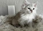 Bun A - British Shorthair Kitten For Sale - 