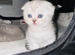 Fall - Scottish Fold Kitten For Sale - Livingston, NJ, US