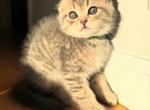 Autumn - Scottish Fold Kitten For Sale - Livingston, NJ, US