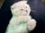 Winter - Scottish Fold Kitten For Sale - Livingston, NJ, US