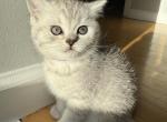 Spring - Scottish Straight Kitten For Sale - Livingston, NJ, US