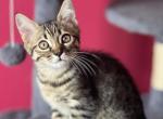 British and Bengal mix - Bengal Kitten For Sale - New York, NY, US