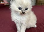 Blue - Ragamuffin Kitten For Sale - Hawley, PA, US