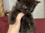 Green - Ragamuffin Kitten For Sale - Hawley, PA, US