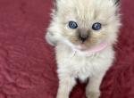 Pink - Ragamuffin Kitten For Sale - Hawley, PA, US