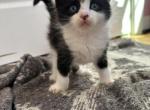 Tux three - Maine Coon Kitten For Sale - Waterford, ME, US