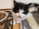 Tux two - Maine Coon Kitten For Sale - Waterford, ME, US