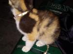 Exotic Calico - Exotic Kitten For Sale - Los Angeles, CA, US