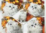 CFA Shaded Silver Ready October - Persian Kitten For Sale - PA, US