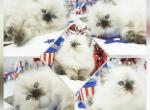 CFA Himalayans Ready October - Himalayan Kitten For Sale - PA, US