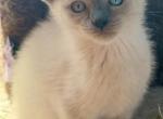 Siames boy - Siamese Kitten For Sale - Catasauqua, PA, US