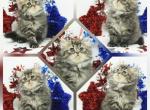 CFA Tabby Persians Ready October - Persian Kitten For Sale - PA, US