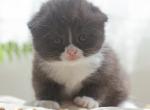 Coke - Scottish Fold Kitten For Sale - Setauket- East Setauket, NY, US