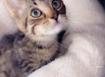 Sweet Kitty - Domestic Kitten For Sale - Vancouver, WA, US