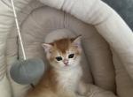 Mina - British Shorthair Kitten For Sale - 