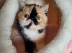 CDS EXOTICS  ESH female Calico Dora - Exotic Kitten For Sale - Cadiz, KY, US