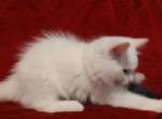 Cinnamon Bicolor Male In Crystal's Litter - Ragdoll Kitten For Sale - Sumter, SC, US