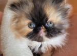 CDS EXOTICS ELH female Calico Angel - Exotic Kitten For Sale - 