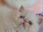 CDS Exotics ESH Cream Point Beary - Exotic Kitten For Sale - 